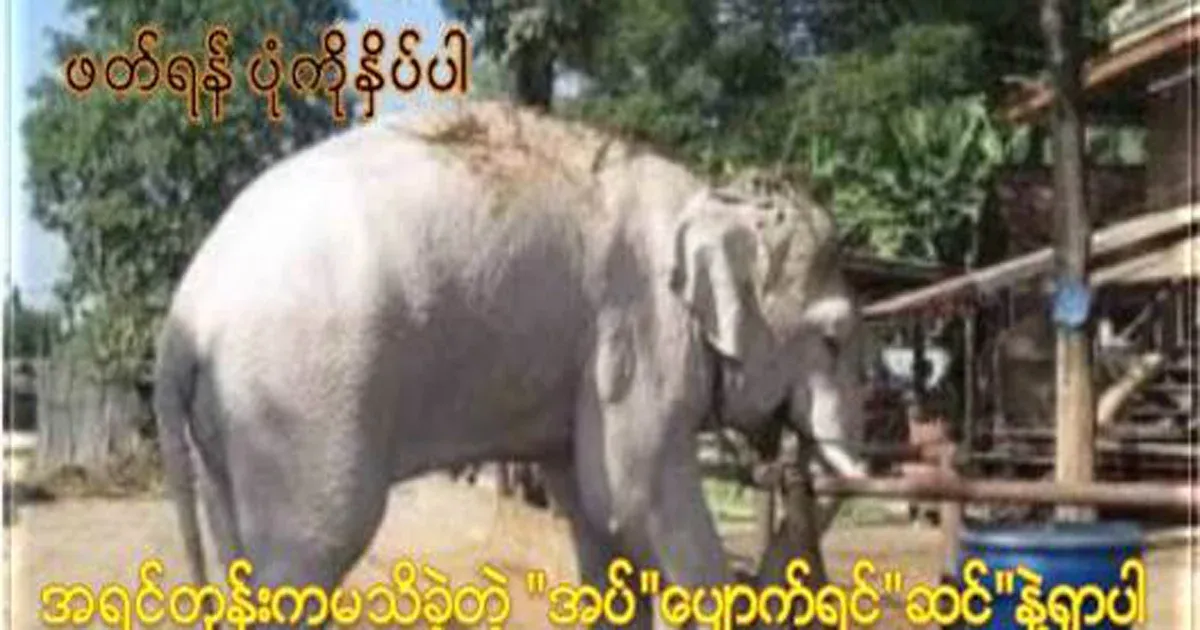 I didn't know the meaning of the proverb "If you lose a needle, look for it with an elephant" (it's worth reading).