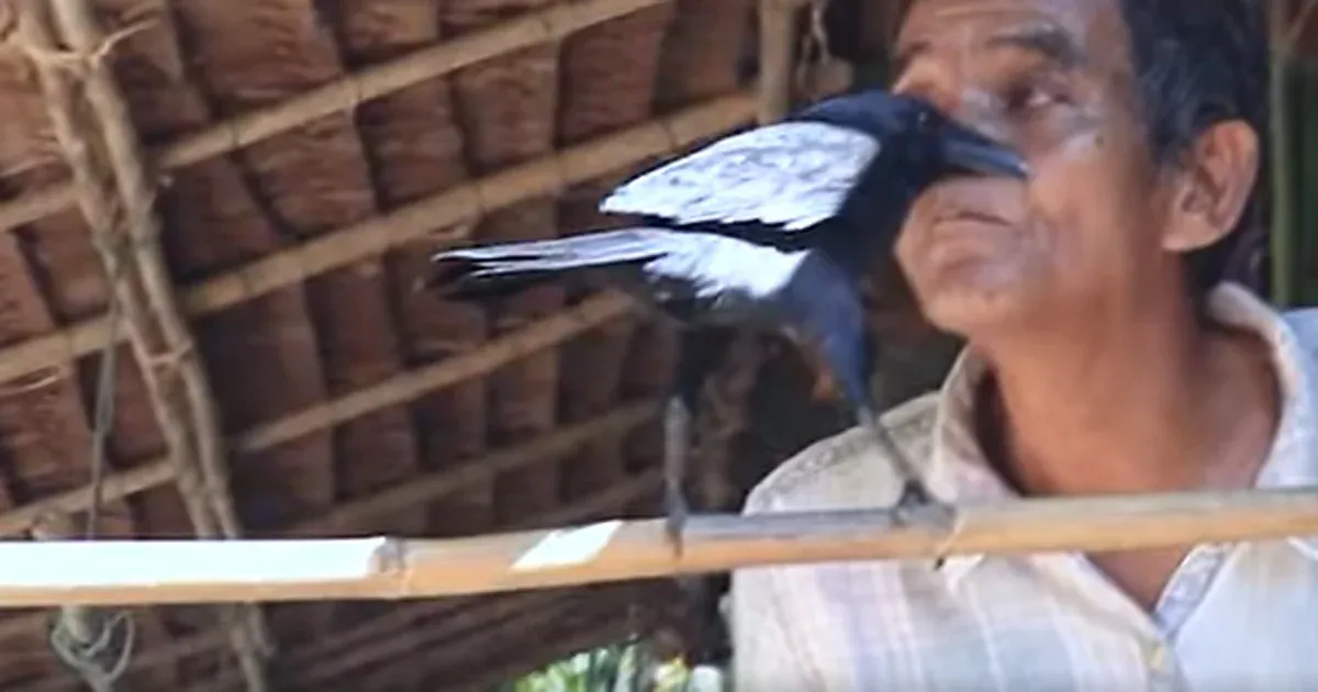 The golden crow that people talk to