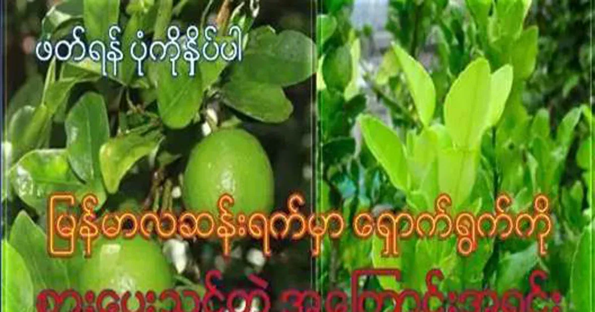 The reason why you should eat the leaves on the first day of the new moon in Myanmar