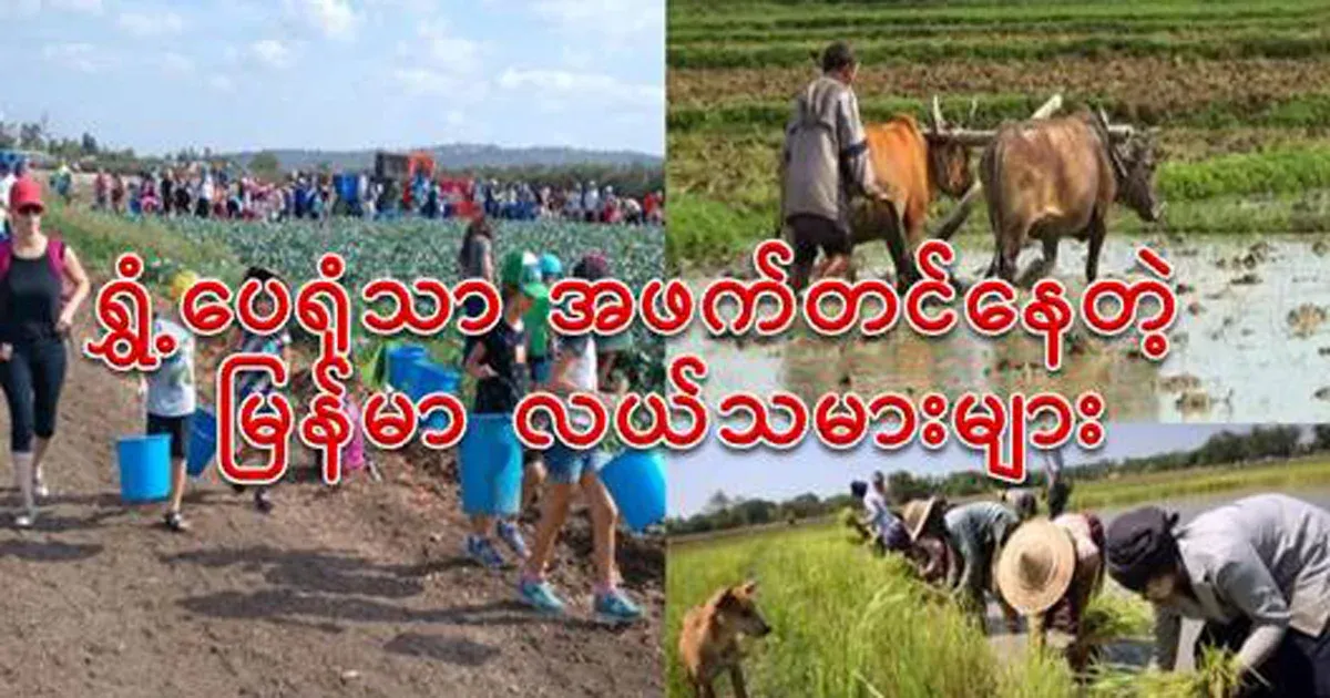 Burmese farmers who are only living in mud with those who are rich after farming