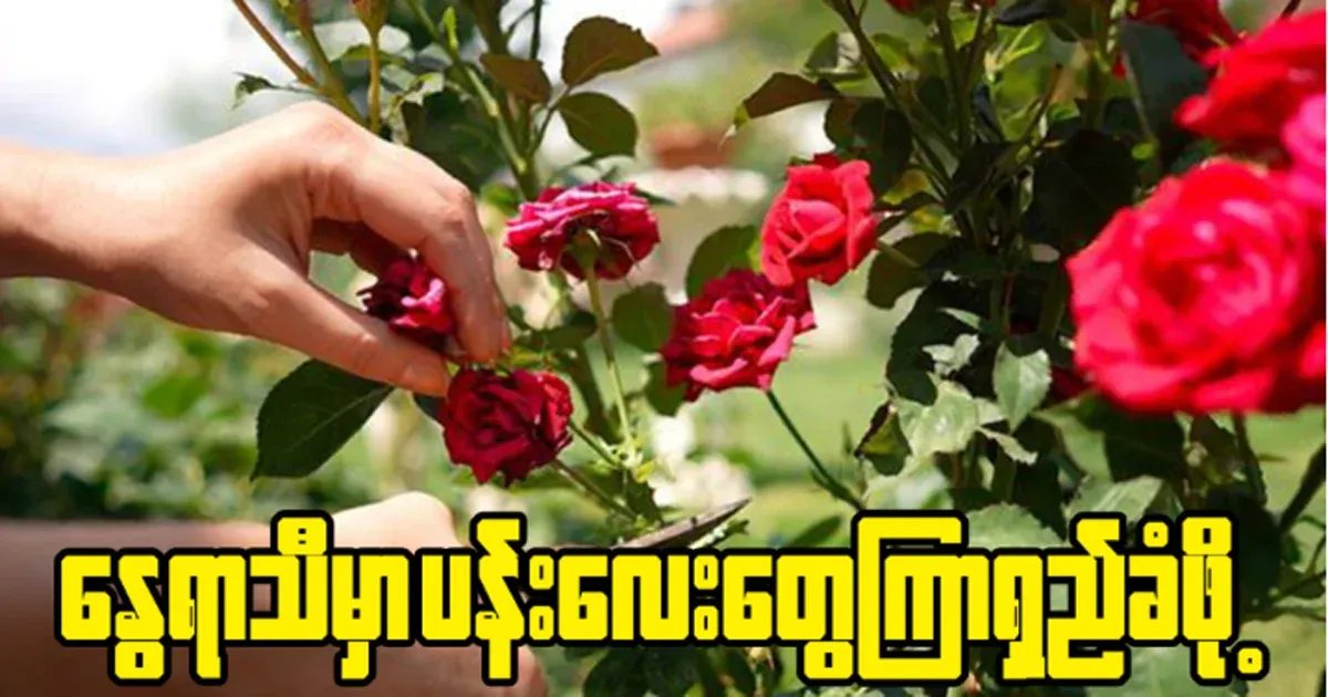 Things that growers need to do to make flowers last longer in summer