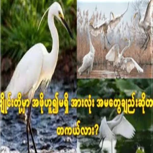 Herons have no uncles, only females...