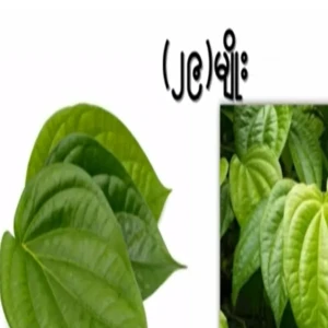 Benefits of betel leaves (29).