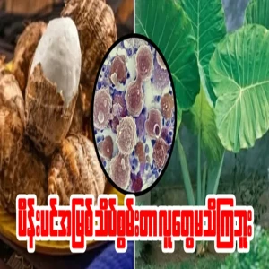 People don't know how powerful the root of the plantain tree is