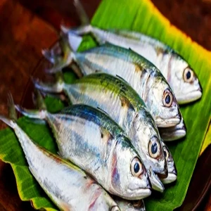 Health Benefits of Platy Fish