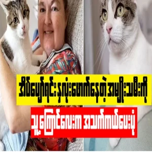 How his cat saved the life of a heartbroken woman while she slept