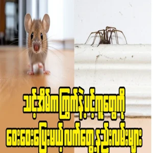 Practical ways to keep mice and spiders away from your home