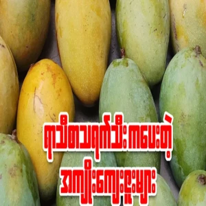 The benefits of seasonal mangoes