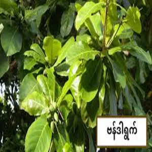 Almond leaves worth more than gold