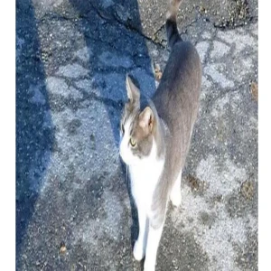 A faithful kitten who went to the master's grave every day for about a year